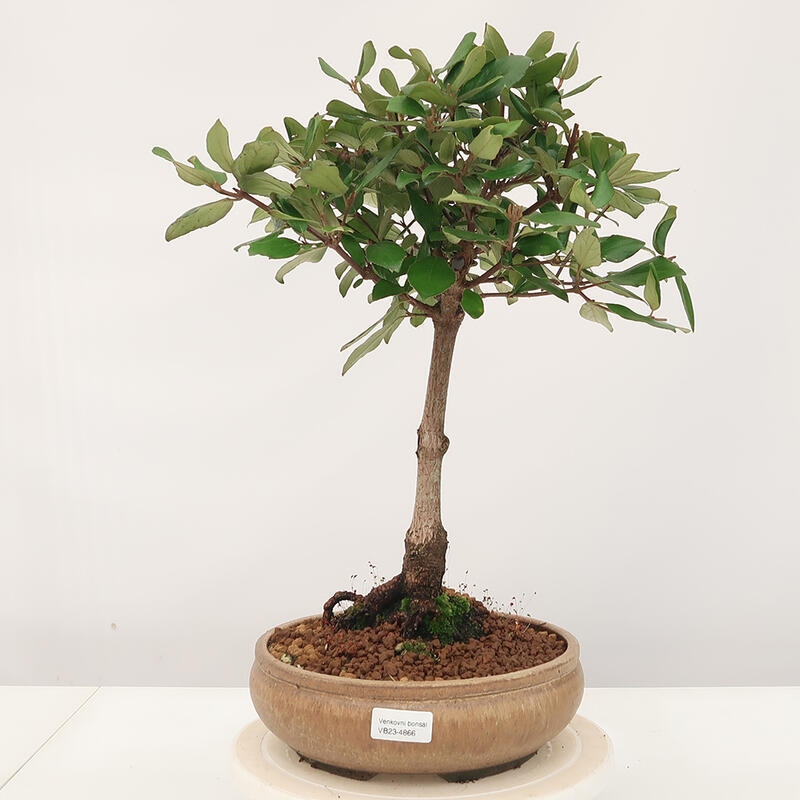 Vonkajšia bonsai-Kalina Bodnanská - Viburum carlesii