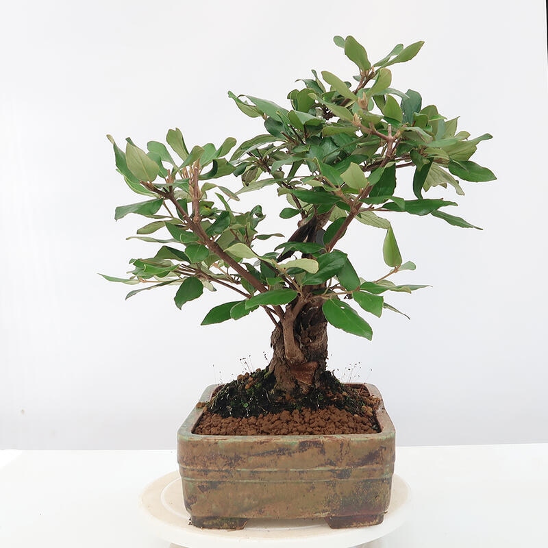 Vonkajšia bonsai-Kalina Bodnanská - Viburum carlesii