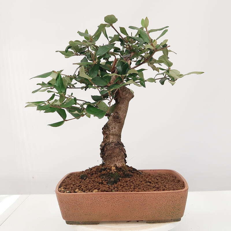 Vonkajšia bonsai-Kalina Bodnanská - Viburum carlesii