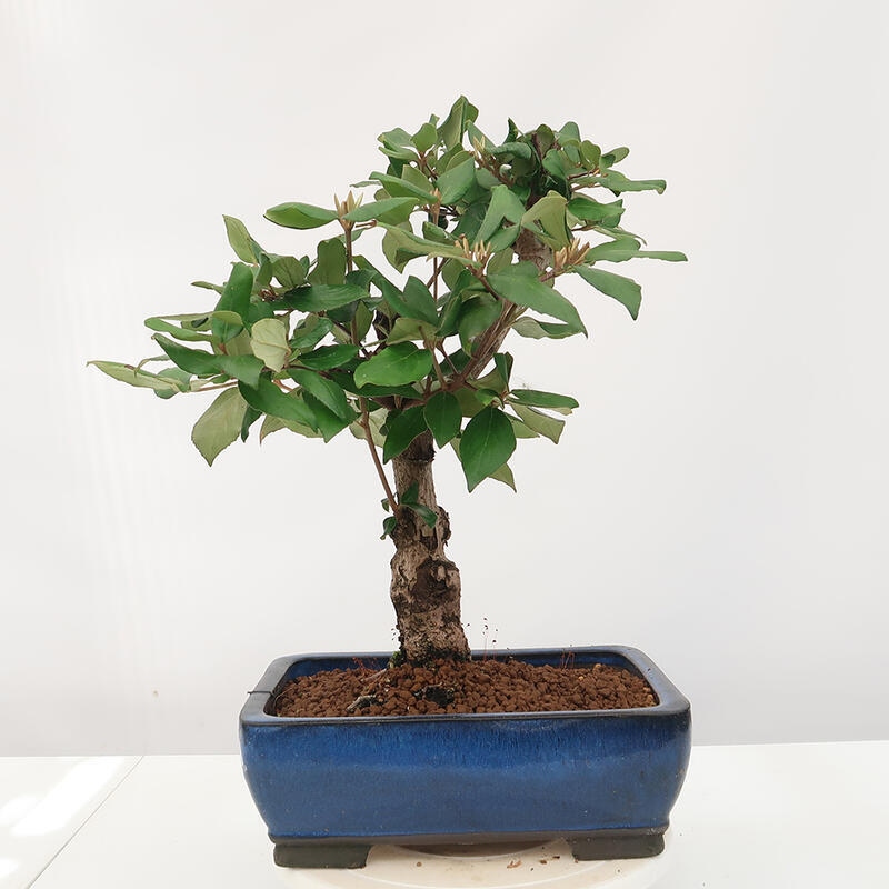 Vonkajšia bonsai-Kalina Bodnanská - Viburum carlesii