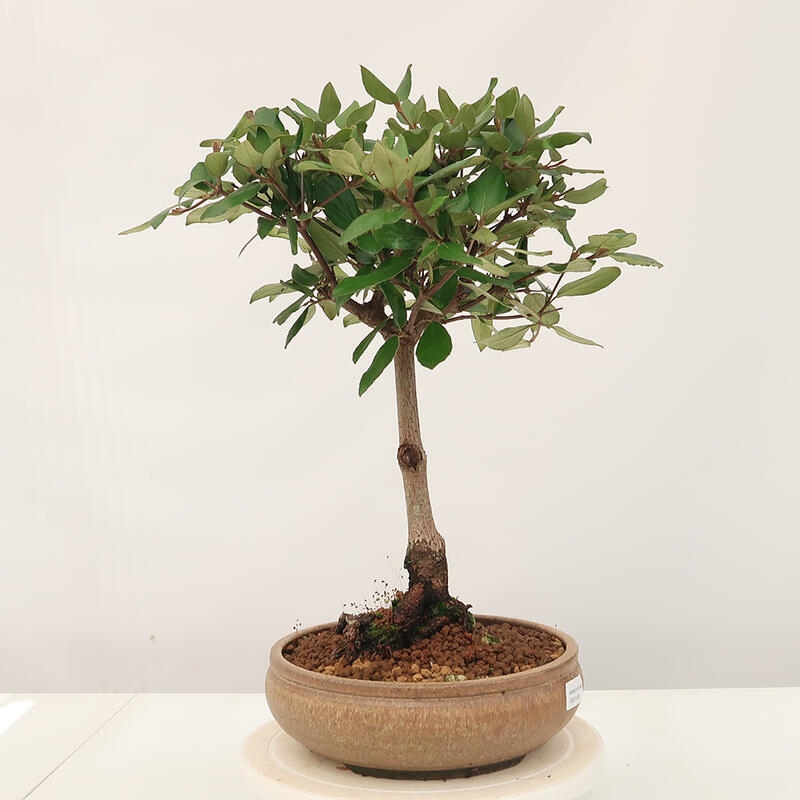 Vonkajšia bonsai-Kalina Bodnanská - Viburum carlesii