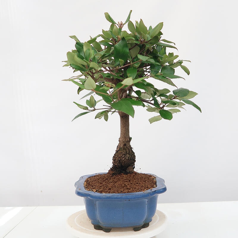 Vonkajšia bonsai-Kalina Bodnanská - Viburum carlesii