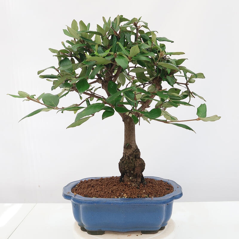 Vonkajšia bonsai-Kalina Bodnanská - Viburum carlesii