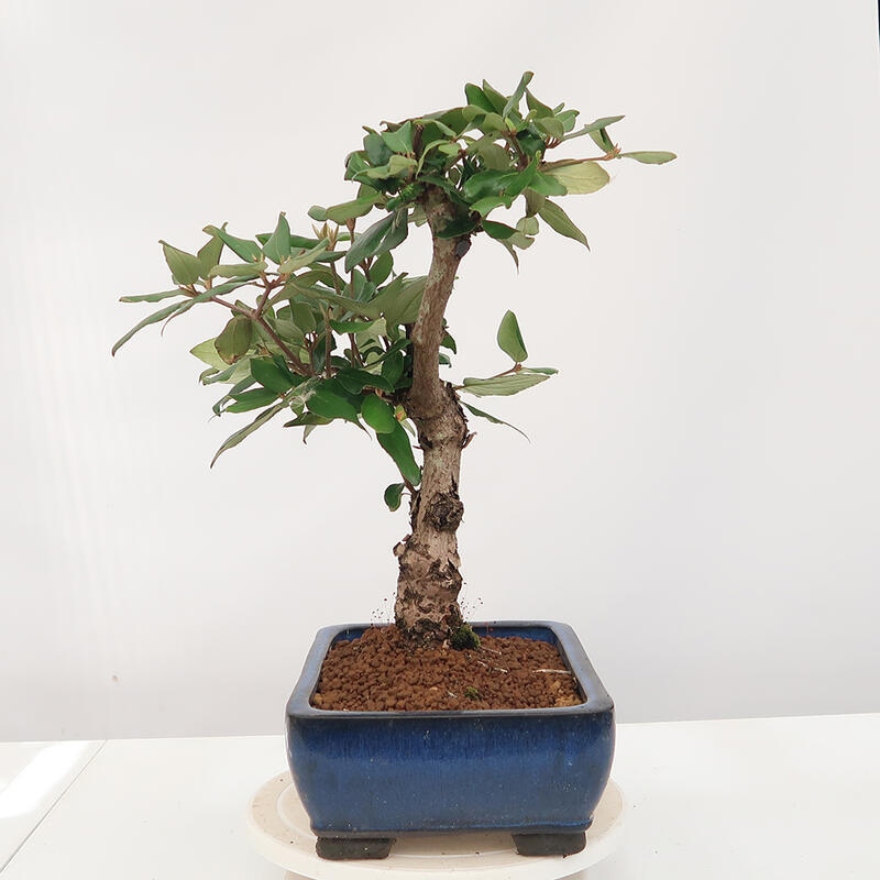 Vonkajšia bonsai-Kalina Bodnanská - Viburum carlesii