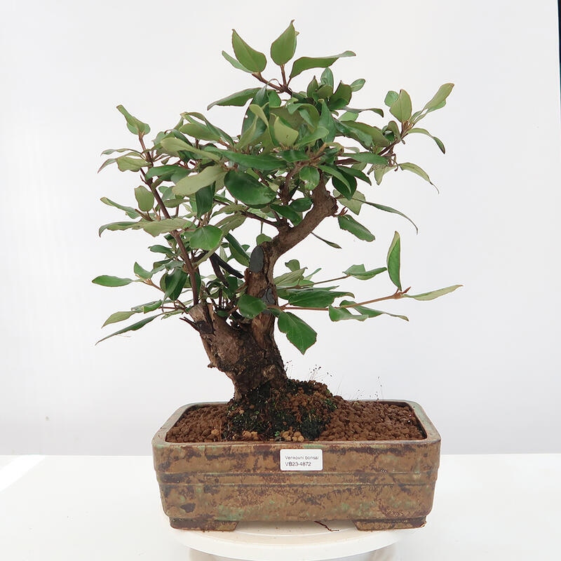 Vonkajšia bonsai-Kalina Bodnanská - Viburum carlesii