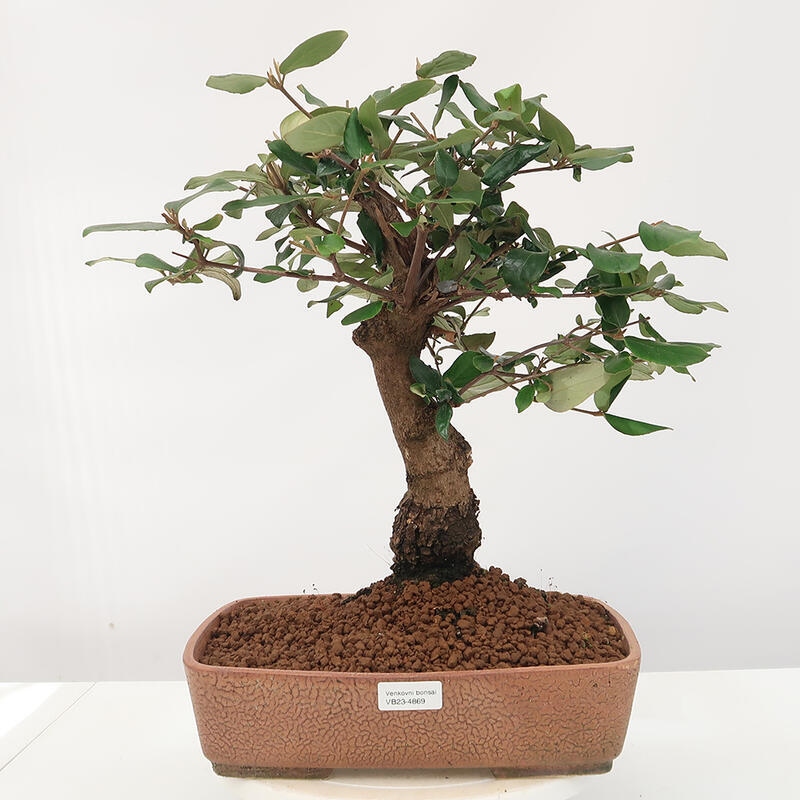 Vonkajšia bonsai-Kalina Bodnanská - Viburum carlesii