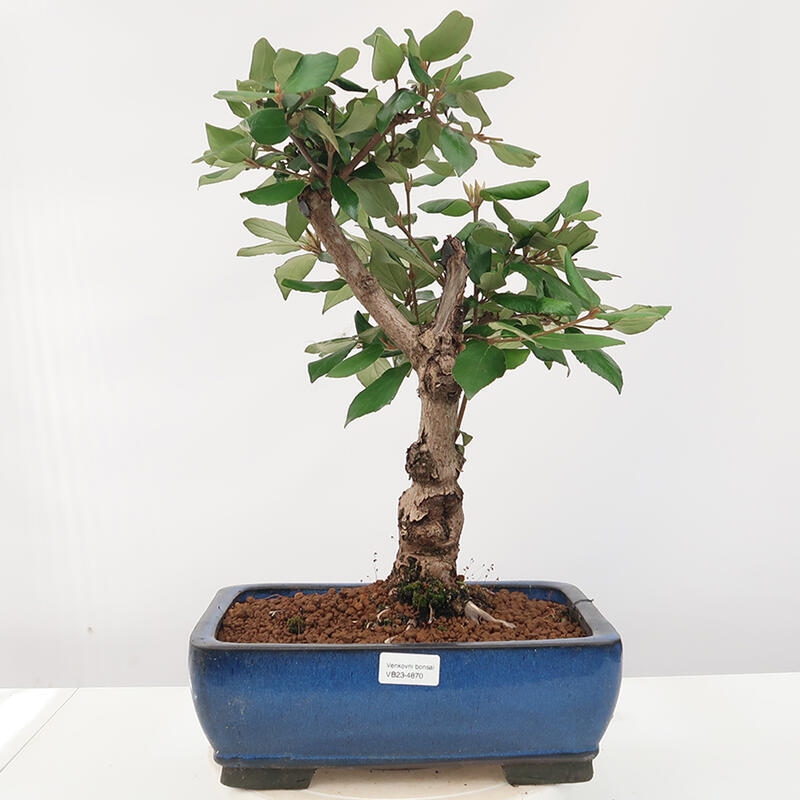 Vonkajšia bonsai-Kalina Bodnanská - Viburum carlesii