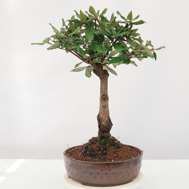 Vonkajšia bonsai-Kalina Bodnanská - Viburum carlesii