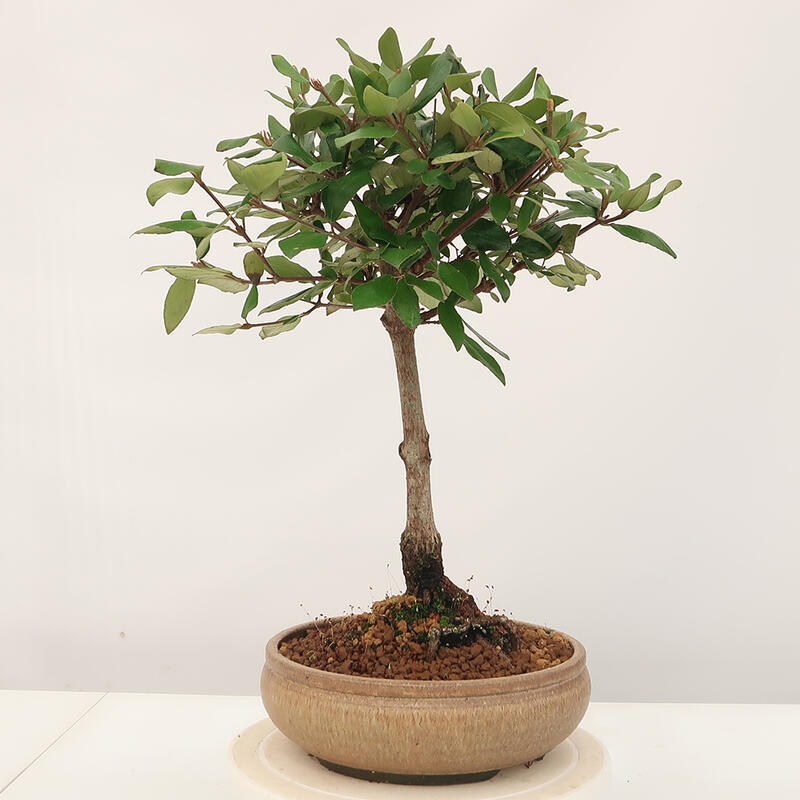 Vonkajšia bonsai-Kalina Bodnanská - Viburum carlesii