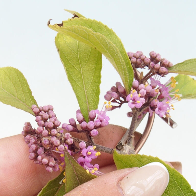 Vonkajšia bonsai - krásnoplodka - Callicarpa bodinierova profusion