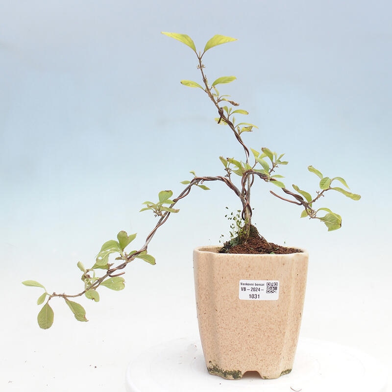 Vonkajšia bonsai - krásnoplodka - Callicarpa bodinierova profusion