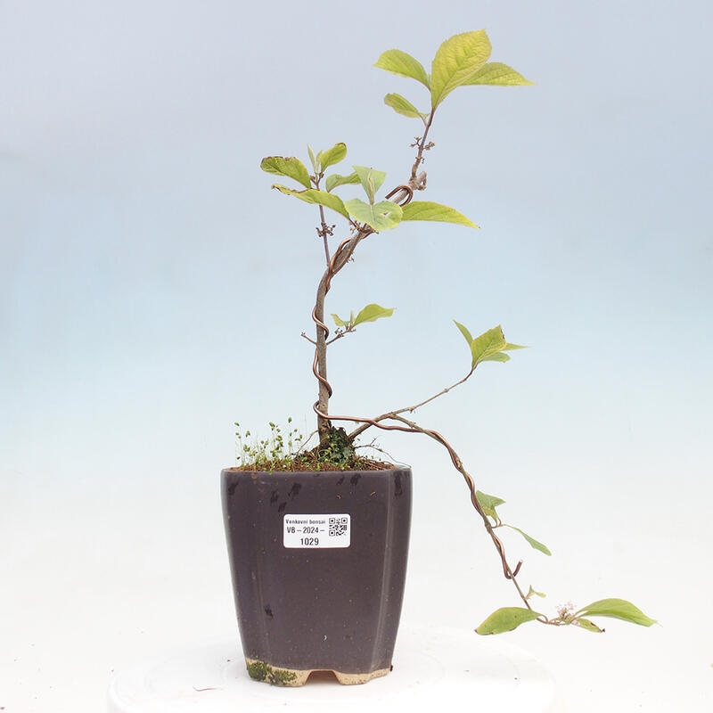 Vonkajšia bonsai - krásnoplodka - Callicarpa bodinierova profusion