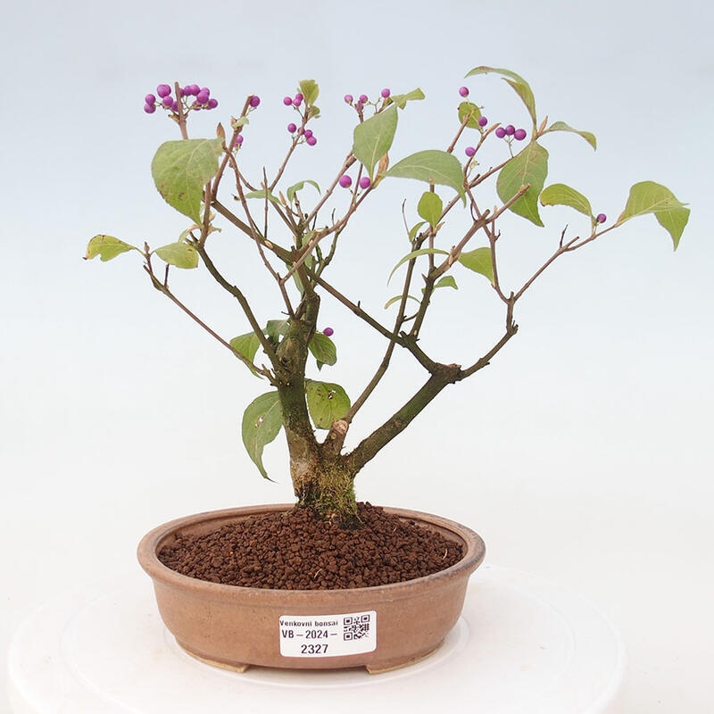 Vonkajšia bonsai - krásnoplodka - Callicarpa jap. Leucocarpa