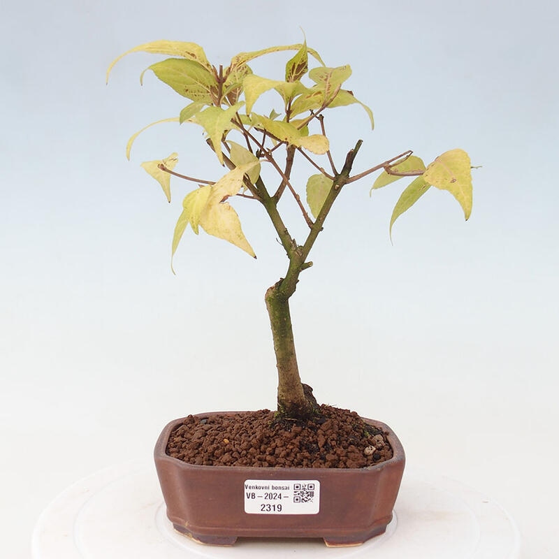 Vonkajšia bonsai - krásnoplodka - Callicarpa jap. Leucocarpa