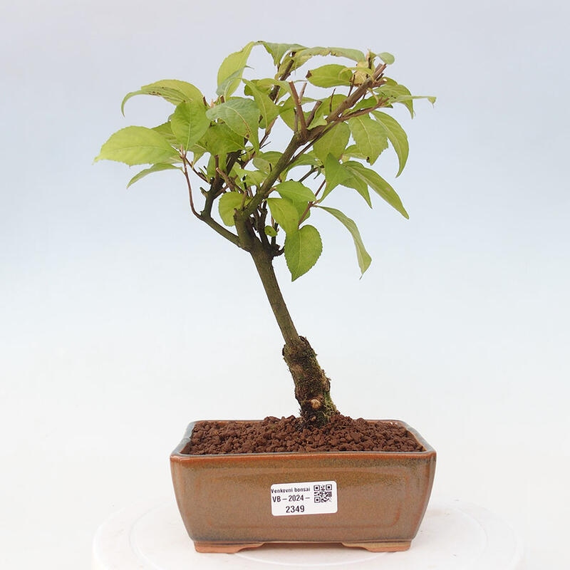 Vonkajšia bonsai - krásnoplodka - Callicarpa jap. Leucocarpa