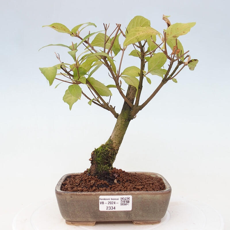 Vonkajšia bonsai - krásnoplodka - Callicarpa jap. Leucocarpa