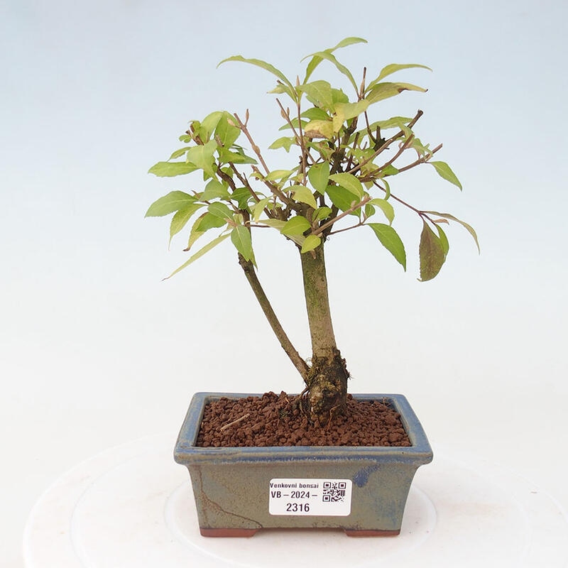 Vonkajšia bonsai - krásnoplodka - Callicarpa jap. Leucocarpa