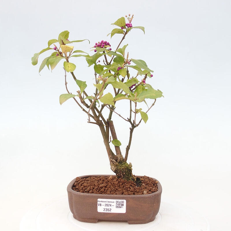 Vonkajšia bonsai - krásnoplodka - Callicarpa jap. Leucocarpa