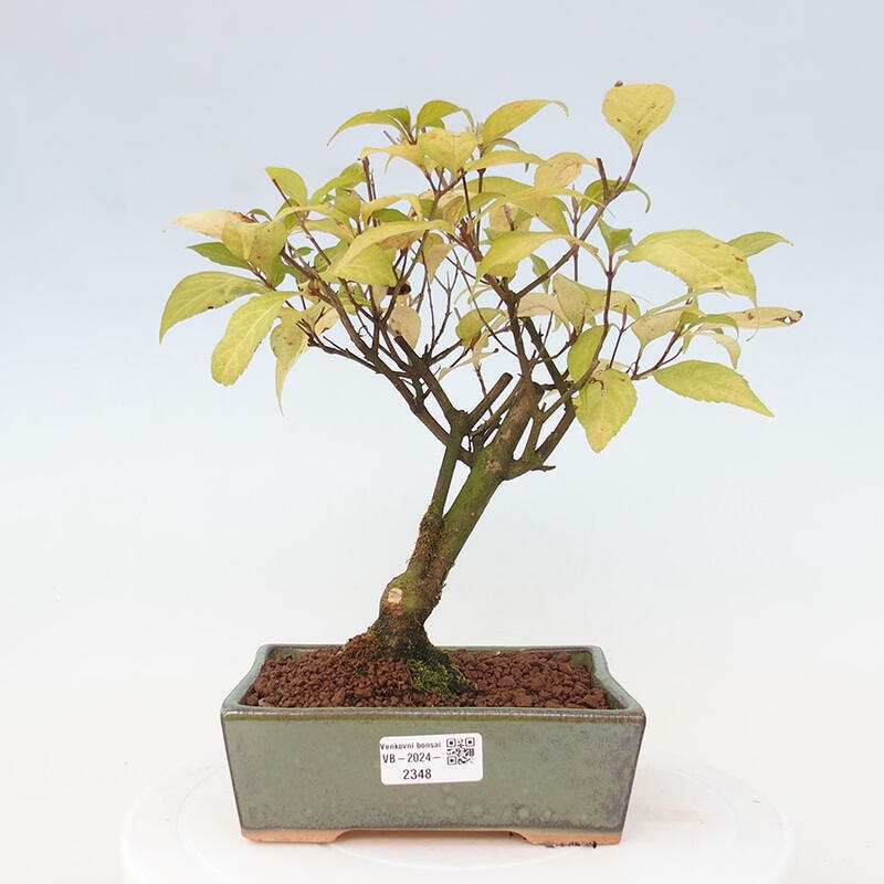 Vonkajšia bonsai - krásnoplodka - Callicarpa jap. Leucocarpa