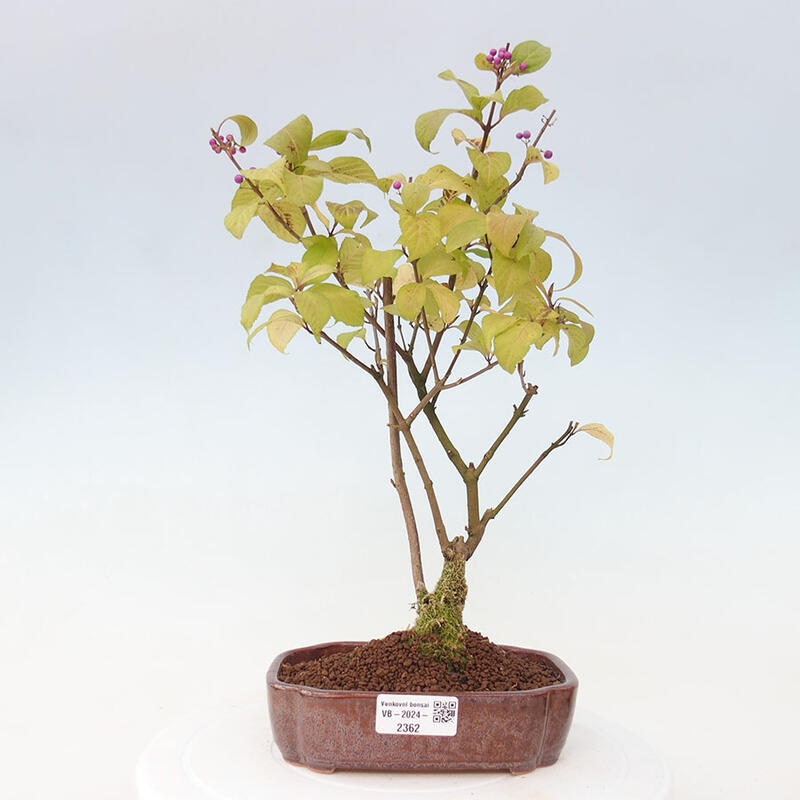 Vonkajšia bonsai - krásnoplodka - Callicarpa jap. Leucocarpa