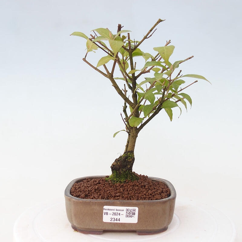 Vonkajšia bonsai - krásnoplodka - Callicarpa jap. Leucocarpa