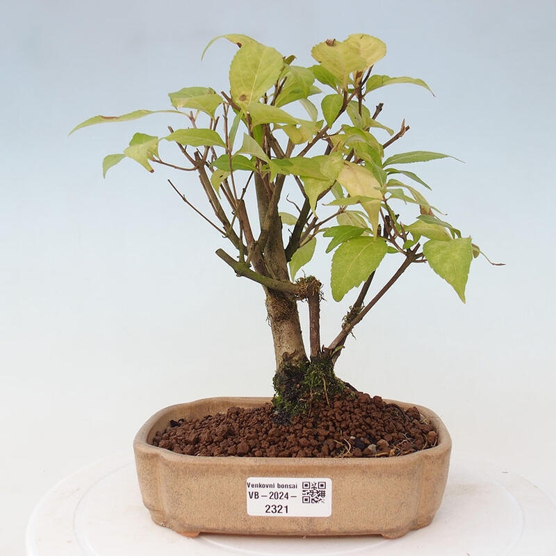 Vonkajšia bonsai - krásnoplodka - Callicarpa jap. Leucocarpa