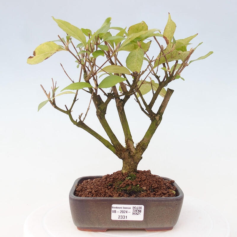 Vonkajšia bonsai - krásnoplodka - Callicarpa jap. Leucocarpa