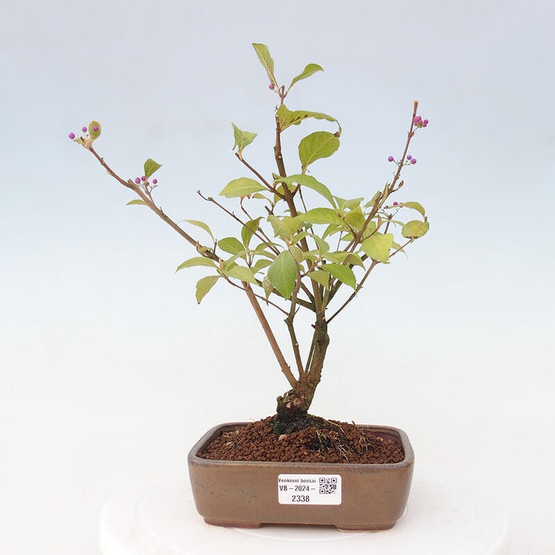 Vonkajšia bonsai - krásnoplodka - Callicarpa jap. Leucocarpa