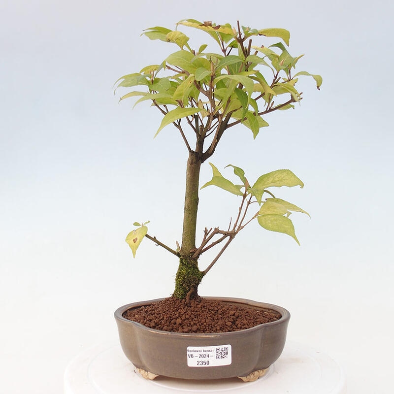 Vonkajšia bonsai - krásnoplodka - Callicarpa jap. Leucocarpa