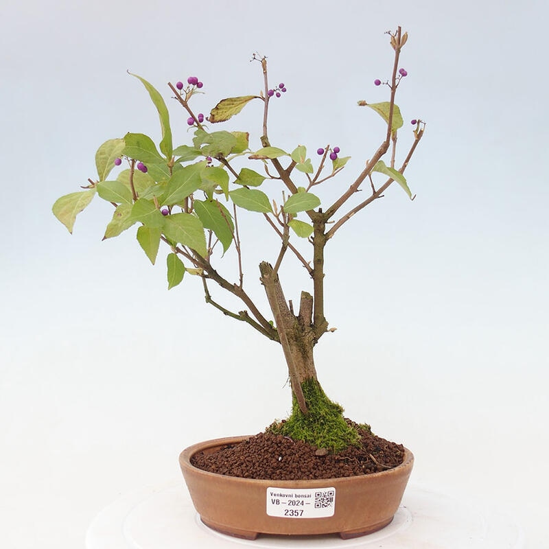 Vonkajšia bonsai - krásnoplodka - Callicarpa jap. Leucocarpa