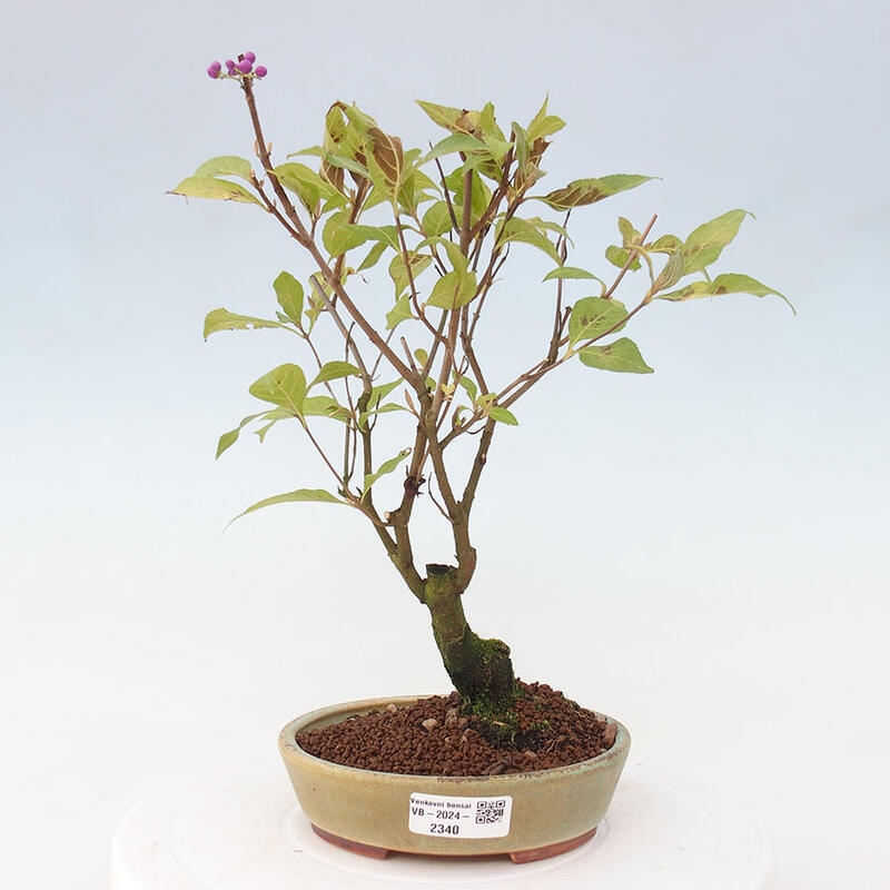 Vonkajšia bonsai - krásnoplodka - Callicarpa jap. Leucocarpa