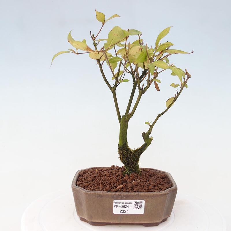 Vonkajšia bonsai - krásnoplodka - Callicarpa jap. Leucocarpa