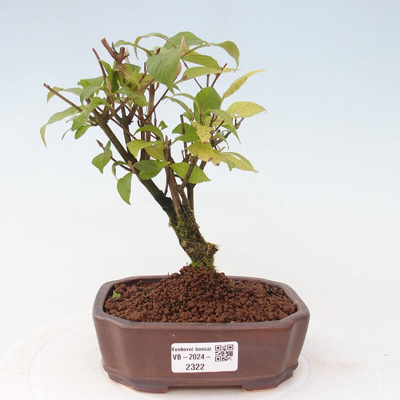 Vonkajšia bonsai - krásnoplodka - Callicarpa jap. Leucocarpa