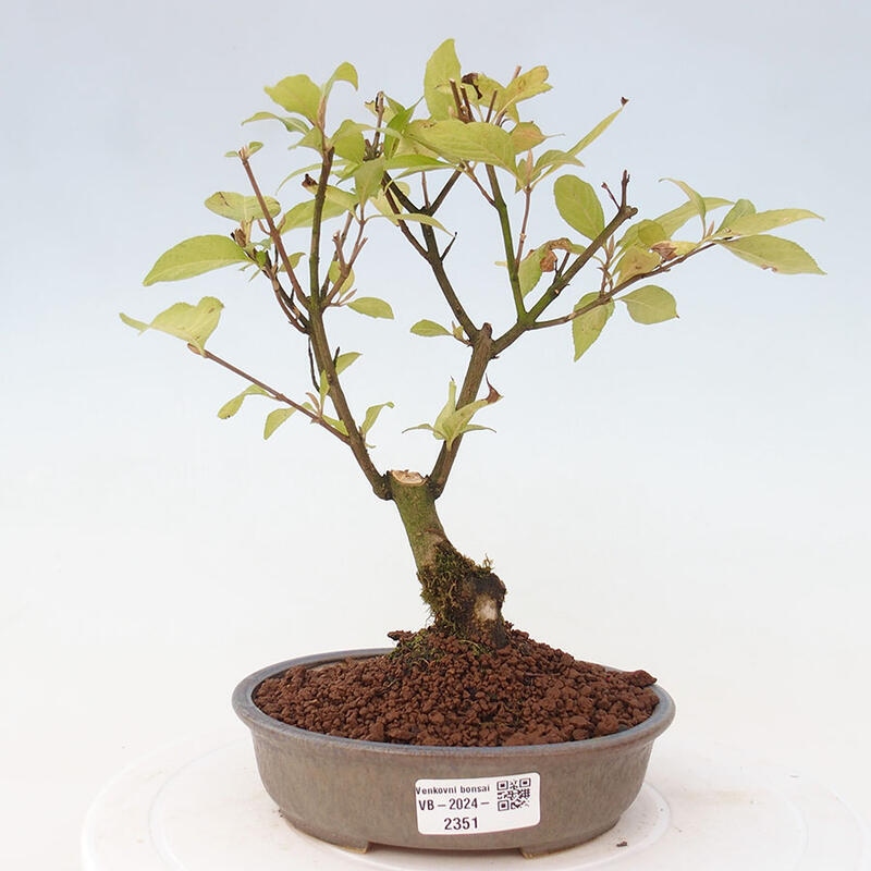 Vonkajšia bonsai - krásnoplodka - Callicarpa jap. Leucocarpa