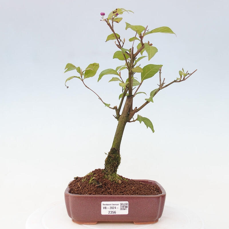 Vonkajšia bonsai - krásnoplodka - Callicarpa jap. Leucocarpa