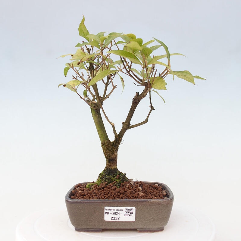 Vonkajšia bonsai - krásnoplodka - Callicarpa jap. Leucocarpa