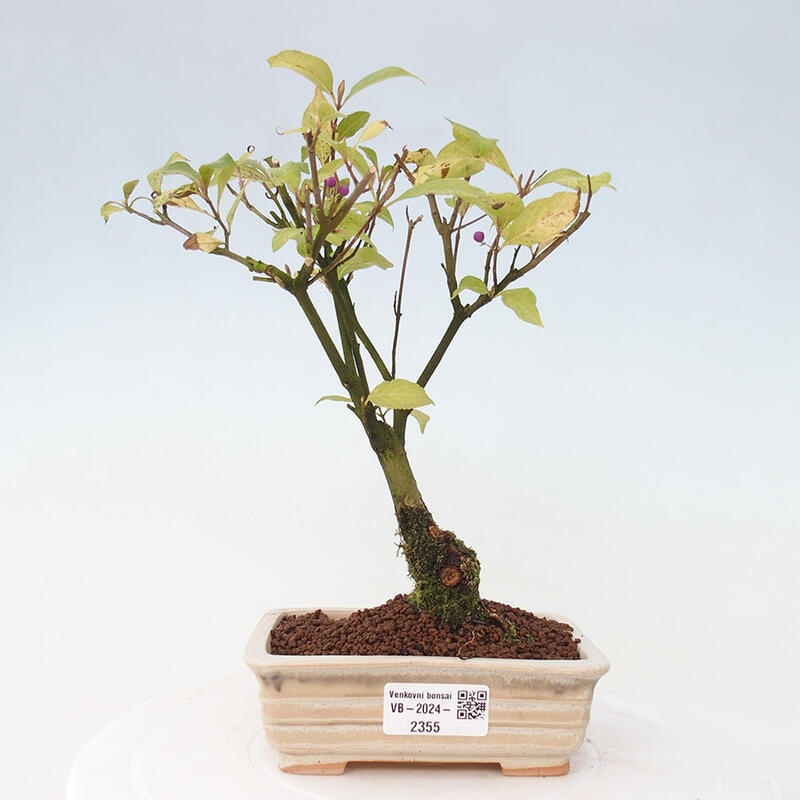 Vonkajšia bonsai - krásnoplodka - Callicarpa jap. Leucocarpa