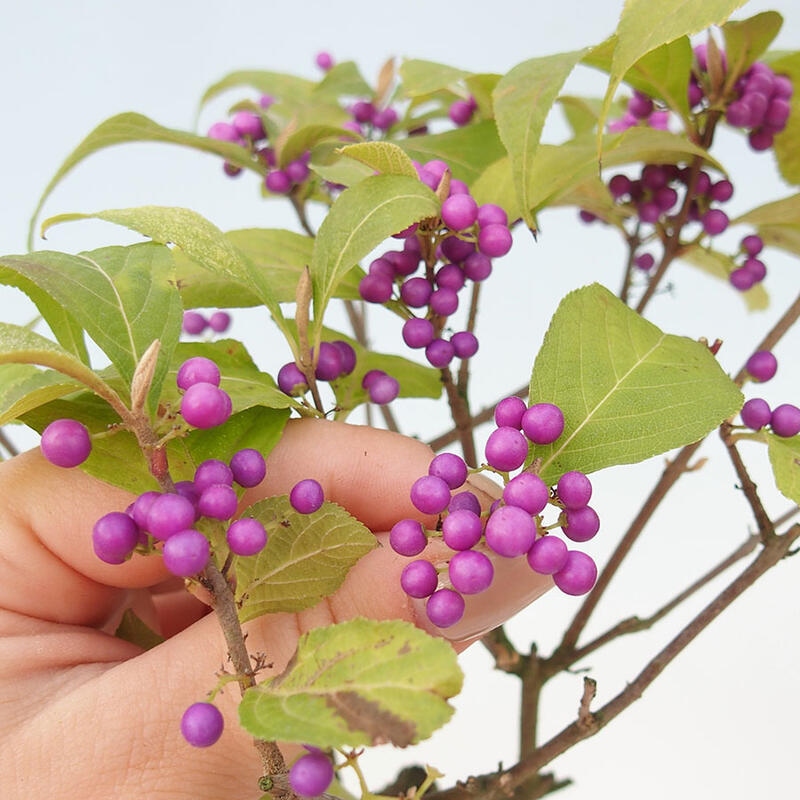 Vonkajšia bonsai - krásnoplodka - Callicarpa jap. Leucocarpa