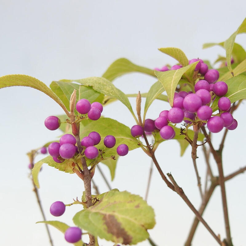 Vonkajšia bonsai - krásnoplodka - Callicarpa jap. Leucocarpa