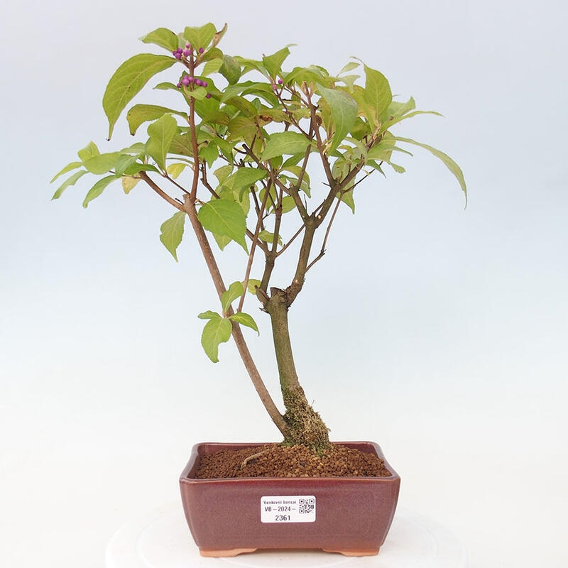 Vonkajšia bonsai - krásnoplodka - Callicarpa jap. Leucocarpa