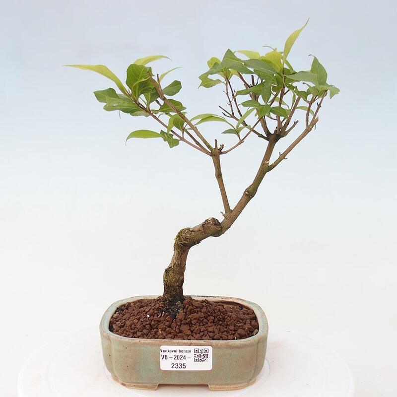 Vonkajšia bonsai - krásnoplodka - Callicarpa jap. Leucocarpa