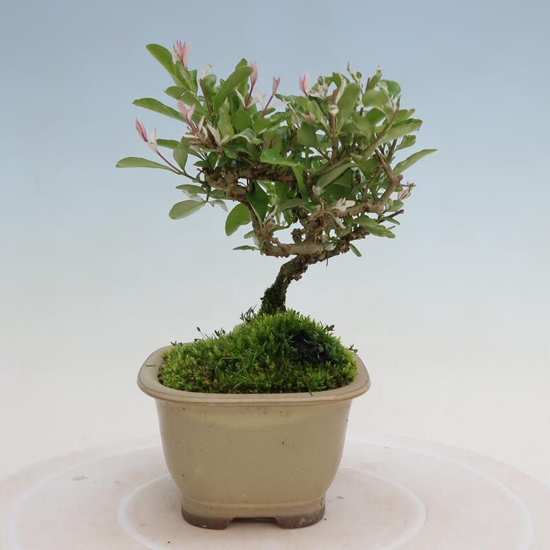 Vonkajší bonsai - Ligustrum obtusifolium - Vtáčí zob tupolistý