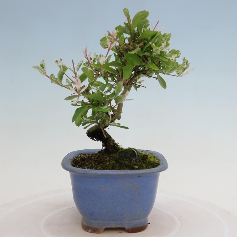 Vonkajší bonsai - Ligustrum obtusifolium - Vtáčí zob tupolistý