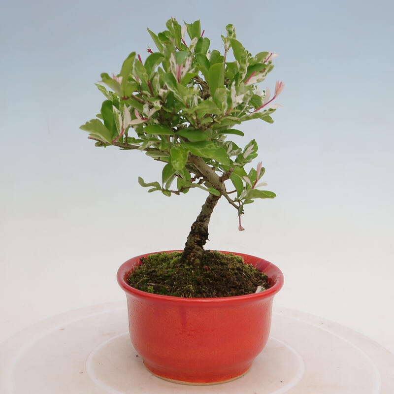 Vonkajší bonsai - Ligustrum obtusifolium - Vtáčí zob tupolistý