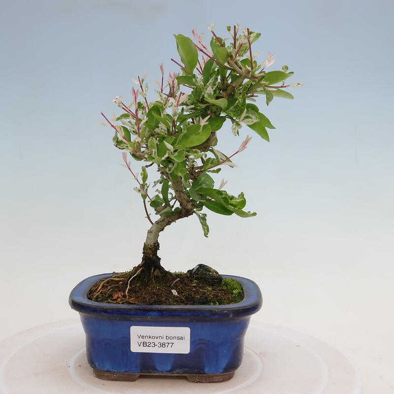 Vonkajší bonsai - Ligustrum obtusifolium - Vtáčí zob tupolistý