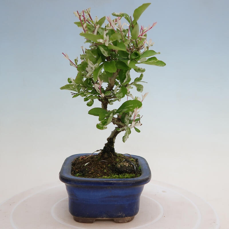 Vonkajší bonsai - Ligustrum obtusifolium - Vtáčí zob tupolistý