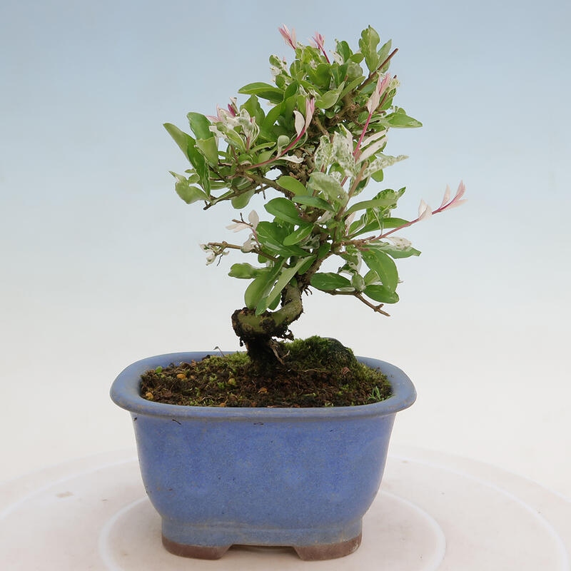 Vonkajší bonsai - Ligustrum obtusifolium - Vtáčí zob tupolistý