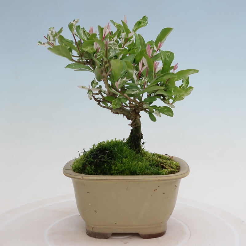 Vonkajší bonsai - Ligustrum obtusifolium - Vtáčí zob tupolistý