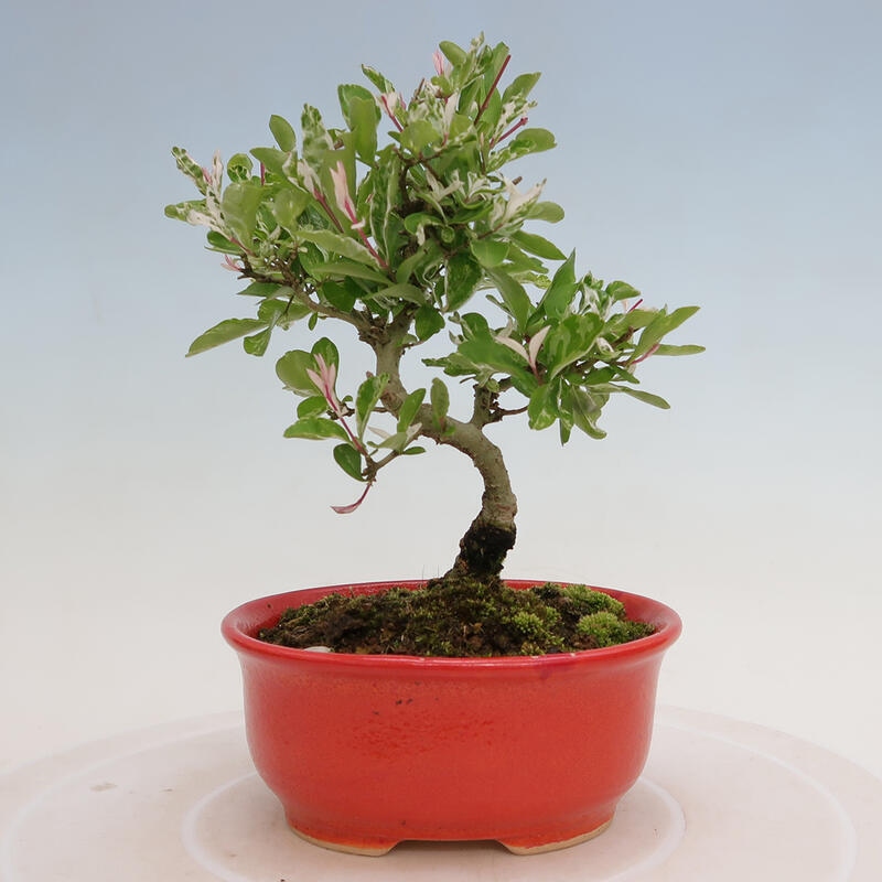 Vonkajší bonsai - Ligustrum obtusifolium - Vtáčí zob tupolistý