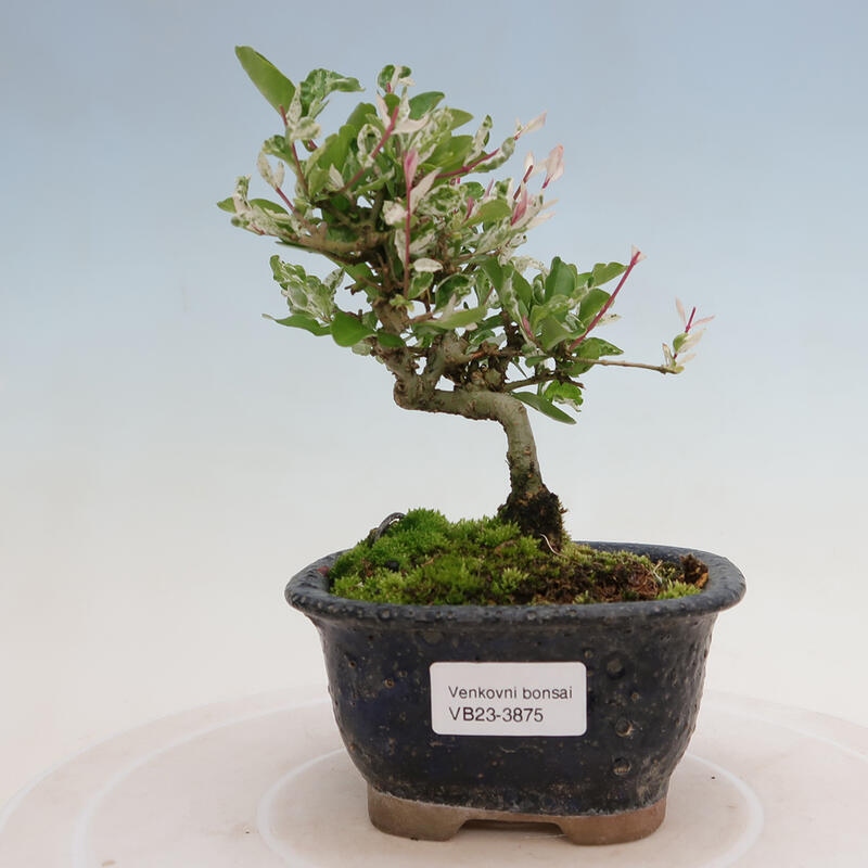 Vonkajší bonsai - Ligustrum obtusifolium - Vtáčí zob tupolistý